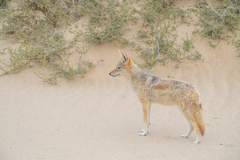 Lupulella mesomelas mesomelas