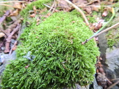 Amblystegium serpens