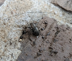 Naupactus peregrinus