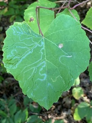 Phyllocnistis vitegenella