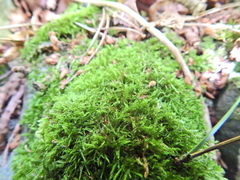 Amblystegium serpens