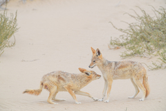 Lupulella mesomelas mesomelas