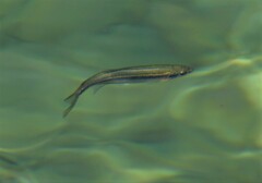 Richardsonius balteatus