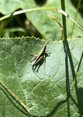 Orphulella
