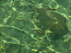 Richardsonius balteatus