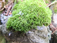 Amblystegium serpens