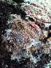 Punctularia atropurpurascens