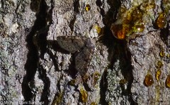 Metalectra quadrisignata