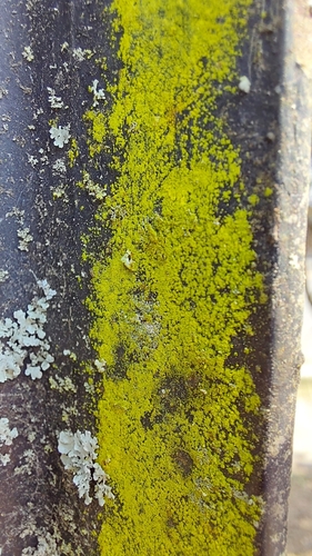 gold dust lichen (Chrysothrix candelaris)