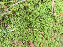 Pseudisothecium myosuroides