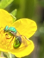 Augochloropsis metallica