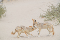 Lupulella mesomelas mesomelas