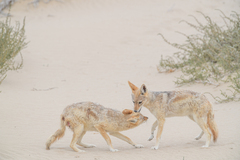 Lupulella mesomelas mesomelas