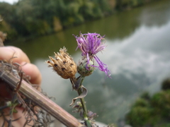 Centaurea stoebe stoebe