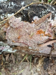 Punctularia atropurpurascens