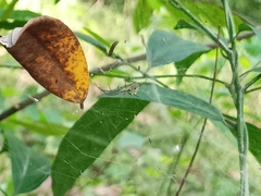 Cyrtophora cicatrosa