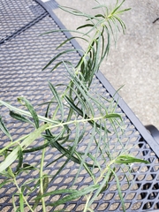 Asclepias verticillata