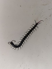 Scolopendridae