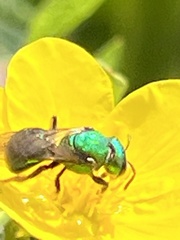 Augochloropsis metallica