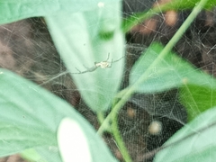 Cyrtophora cicatrosa