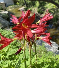 Zephyranthes bifida