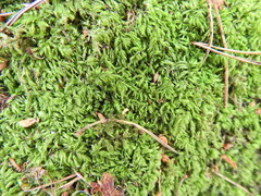 Pseudisothecium myosuroides