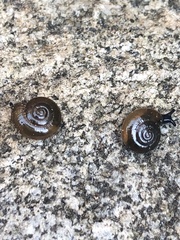 Oxychilus draparnaudi