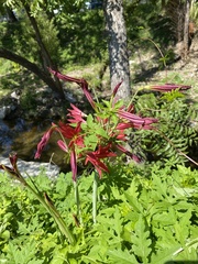 Zephyranthes bifida