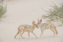 Lupulella mesomelas mesomelas