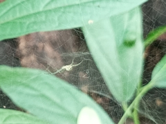 Cyrtophora cicatrosa