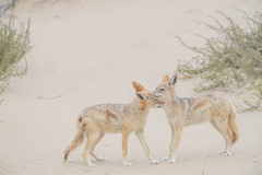 Lupulella mesomelas mesomelas