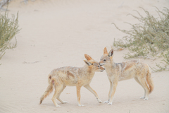Lupulella mesomelas mesomelas