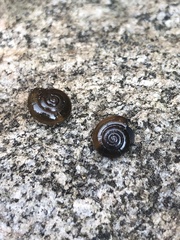 Oxychilus draparnaudi