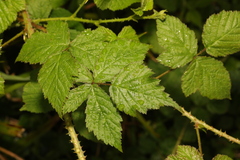 Rubus tuberculatus