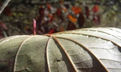 Cornus sanguinea australis