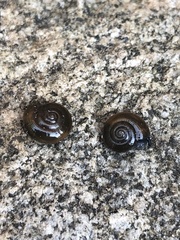 Oxychilus draparnaudi