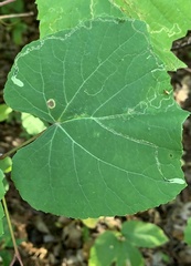 Phyllocnistis vitifoliella