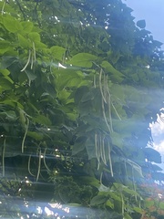Catalpa speciosa