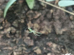 Leucauge decorata