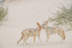 Lupulella mesomelas mesomelas
