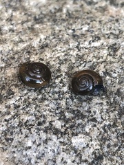 Oxychilus draparnaudi