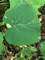 Phyllocnistis vitifoliella