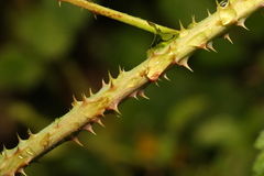 Rubus tuberculatus