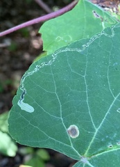 Phyllocnistis vitifoliella