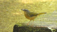 Myiothlypis rivularis