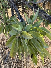 Myoporum laetum