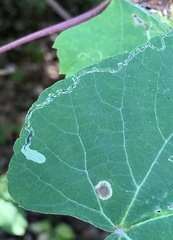 Phyllocnistis vitifoliella