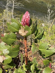 Protea cynaroides