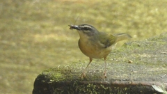 Myiothlypis rivularis