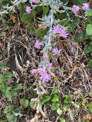 Stephanomeria cichoriacea